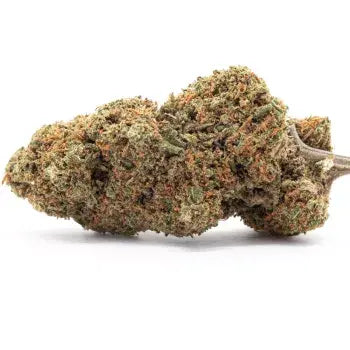 Orange Bud cannabidream